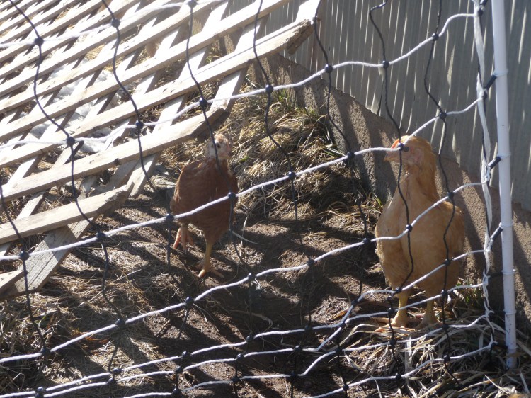At last the chickens get some sunshine!