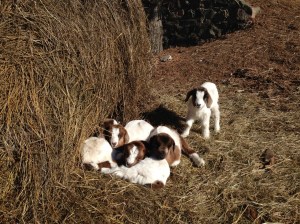 These sweet brothers and sisters are keeping plenty warm in the sun this March