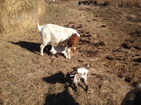 We have had sweet success with all of our Boer Goat Mamas this year