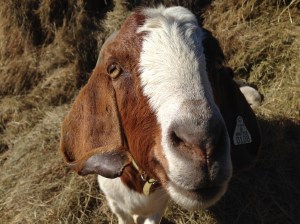 Sweetie is not my milking goat, but I just couldn't resist sharing this picture